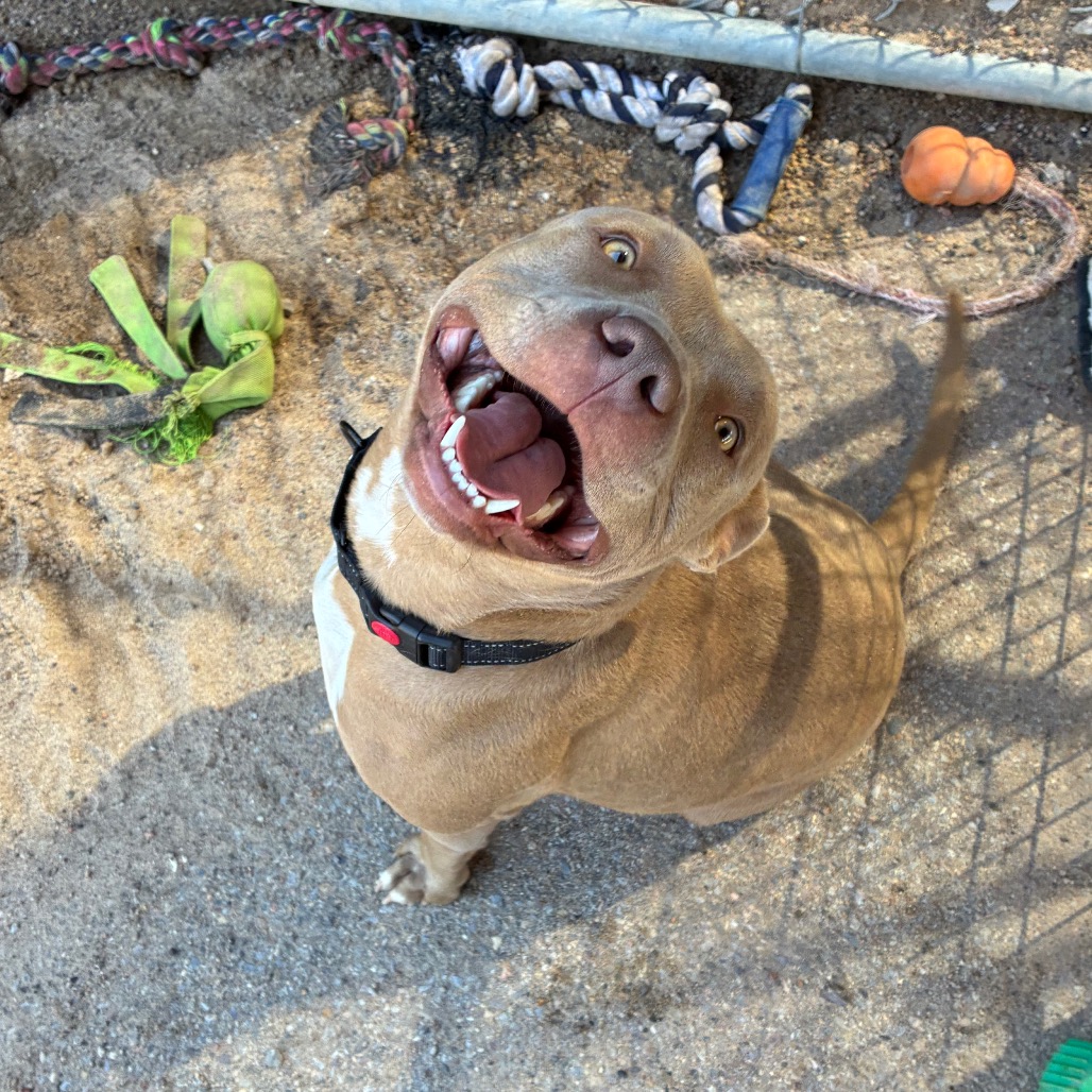 Shelter Stray Female Dog last seen , 1500 Idalia Rd NE, Bernalillo, NM 87004, USA