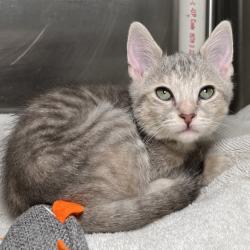 Shelter Stray Female Cat last seen , 4575 E Mesquite Ave, Palm Springs, CA 92264, USA