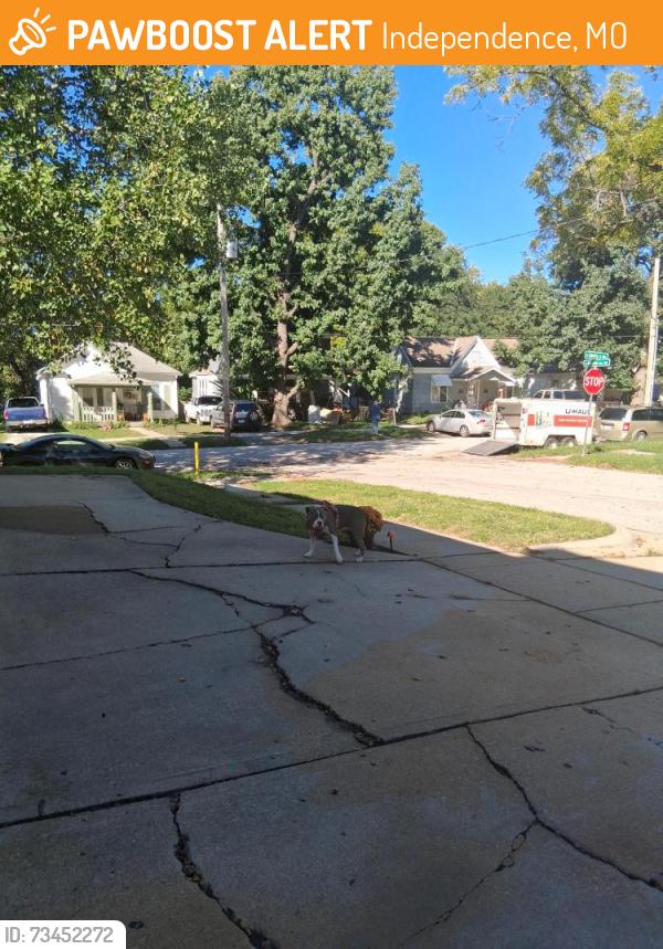 Found/Stray Unknown Dog last seen Main st and nettleton ave off 24hwy, Independence, MO 64050