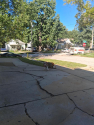 Found/Stray Unknown Dog last seen Main st and nettleton ave off 24hwy, Independence, MO 64050