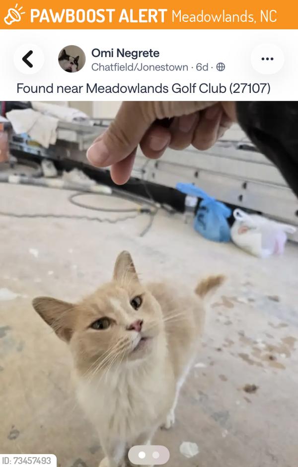 Found/Stray Female Cat last seen Meadowlands Golf course, Meadowlands, NC 27107