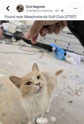 Found/Stray Female Cat last seen Meadowlands Golf course, Meadowlands, NC 27107