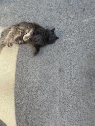 Found/Stray Unknown Cat last seen Catherine and 21st, Post Falls, ID 83854