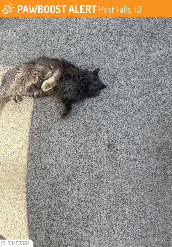 Found/Stray Unknown Cat last seen Catherine and 21st, Post Falls, ID 83854