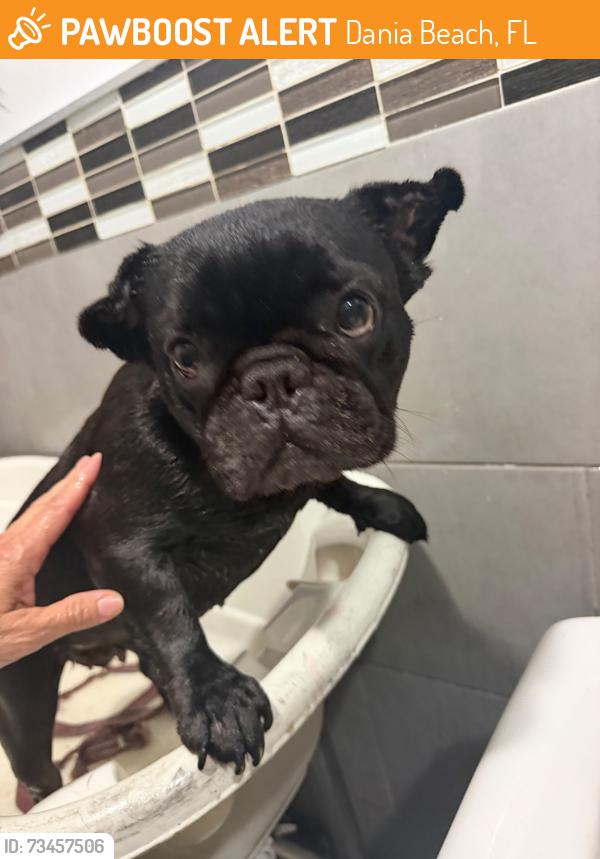 Found/Stray Female Dog last seen Near e Dania beach blvd Dania fl 33004, Dania Beach, FL 33004