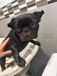 Found/Stray Female Dog last seen Near e Dania beach blvd Dania fl 33004, Dania Beach, FL 33004