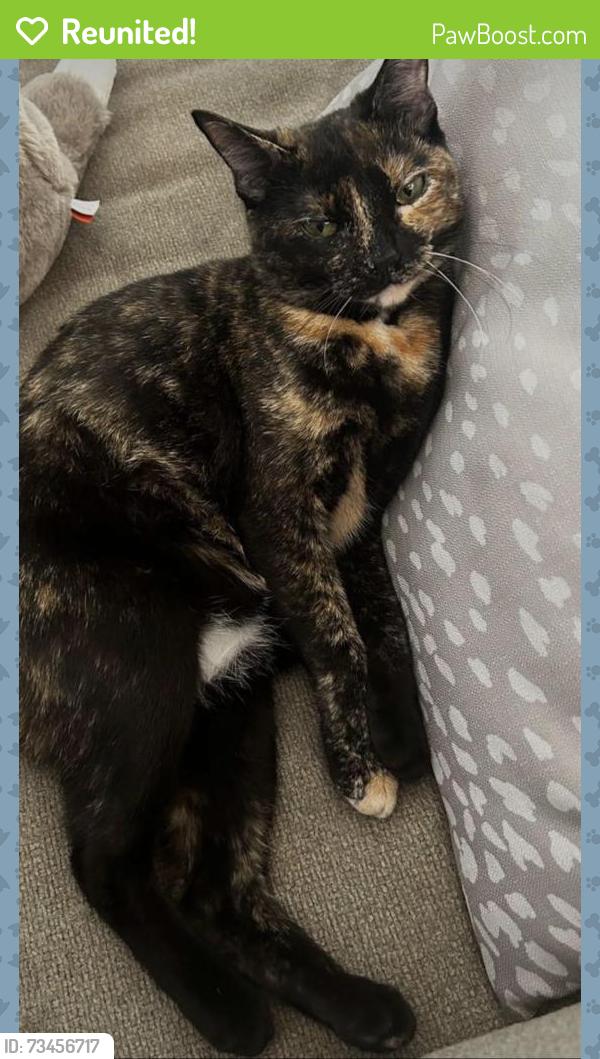 Reunited Female Cat last seen Near Kemp Dellinger Rd, Maiden, NC 28650, USA, Maiden, NC 28650
