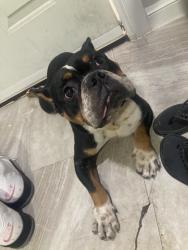 Reunited Male Dog last seen Houston, TX 77099, USA, Houston, TX 77099