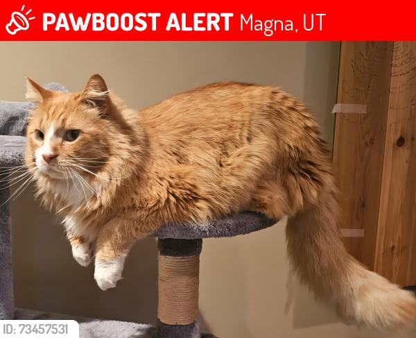 Lost Male Cat last seen Near S 8660 W, Magna, UT 84044