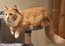 Lost Male Cat last seen Near S 8660 W, Magna, UT 84044
