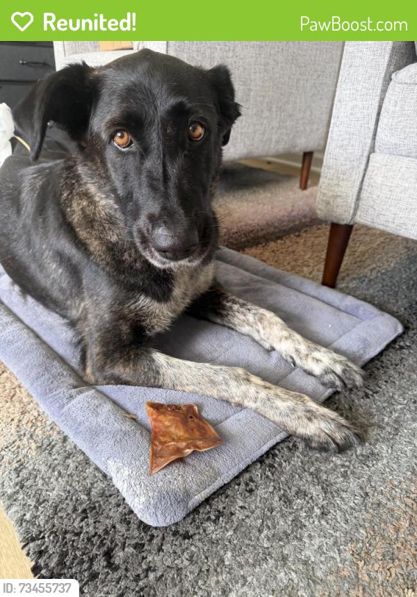 Reunited Female Dog last seen glenridge Ave st paul mn 55119, Saint Paul, MN 55119