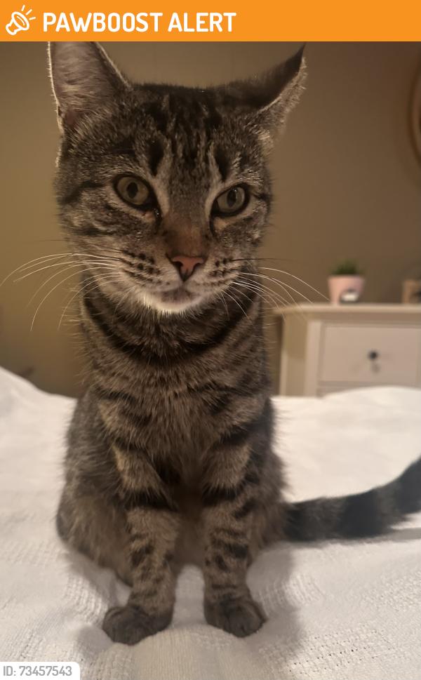 Found/Stray Female Cat last seen Old Louisville Rd. Grovetown GA, Columbia County, GA 30813