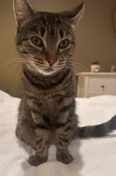 Found/Stray Female Cat last seen Old Louisville Rd. Grovetown GA, Columbia County, GA 30813