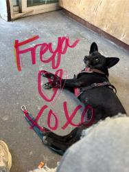 Lost Female Dog last seen Mission, Hayward, CA 94544