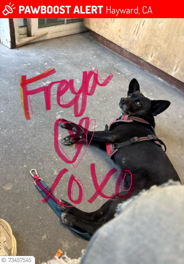 Lost Female Dog last seen Mission, Hayward, CA 94544