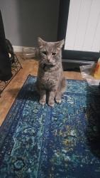 Lost Male Cat last seen Crestworth Place, Powder Springs, Georgia 30127, Powder Springs, GA 30127