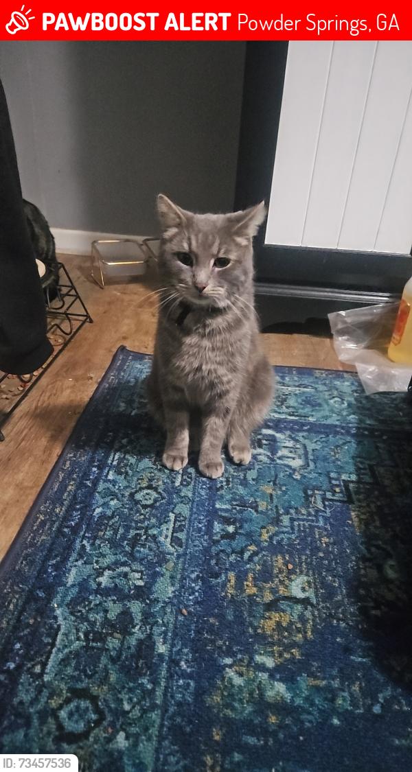 Lost Male Cat last seen Crestworth Place, Powder Springs, Georgia 30127, Powder Springs, GA 30127