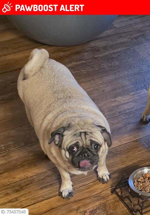 Lost Female Dog last seen Calle H, Colorado Springs, CO 80907