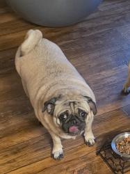 Lost Female Dog last seen Calle H, Colorado Springs, CO 80907