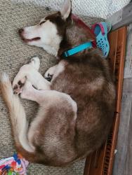 Reunited Male Dog last seen Aldine Westfield, Houston, TX 77073
