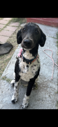 Lost Female Dog last seen Paradise Valley hosp and 4th, National City, CA 91950
