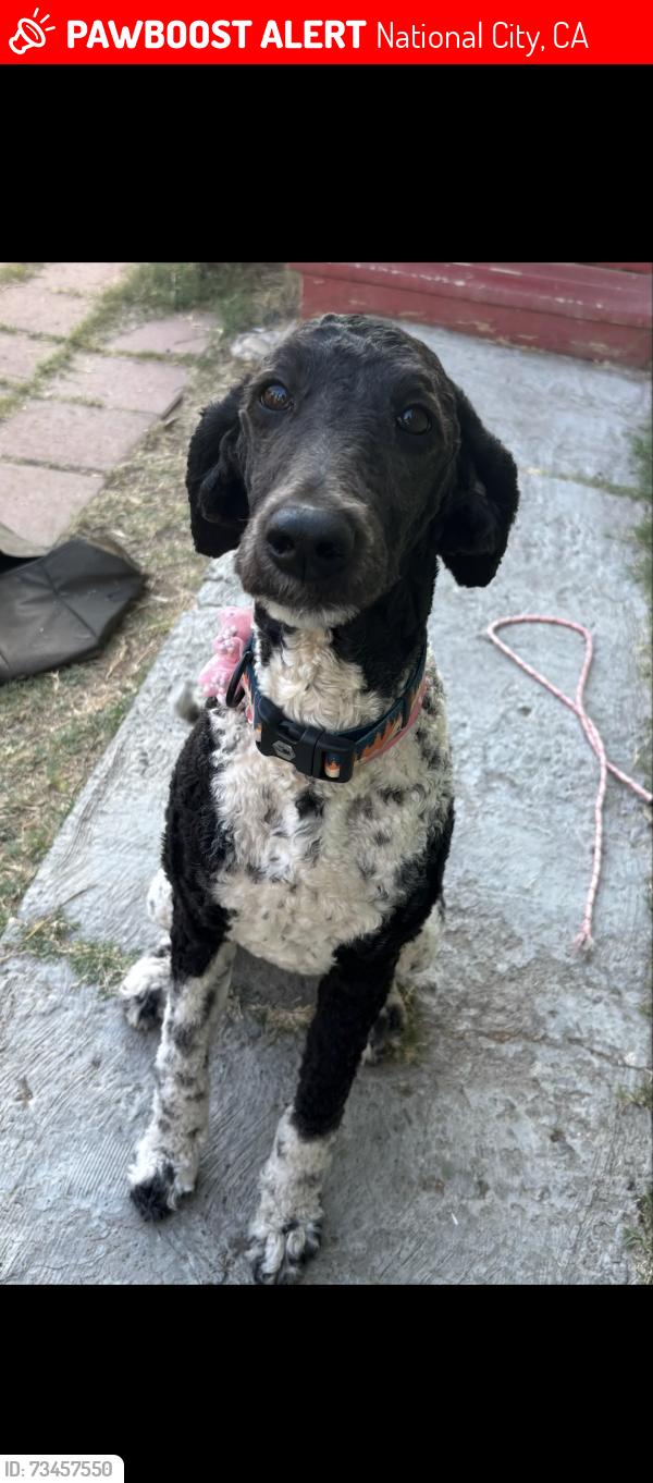 Lost Female Dog last seen Paradise Valley hosp and 4th, National City, CA 91950