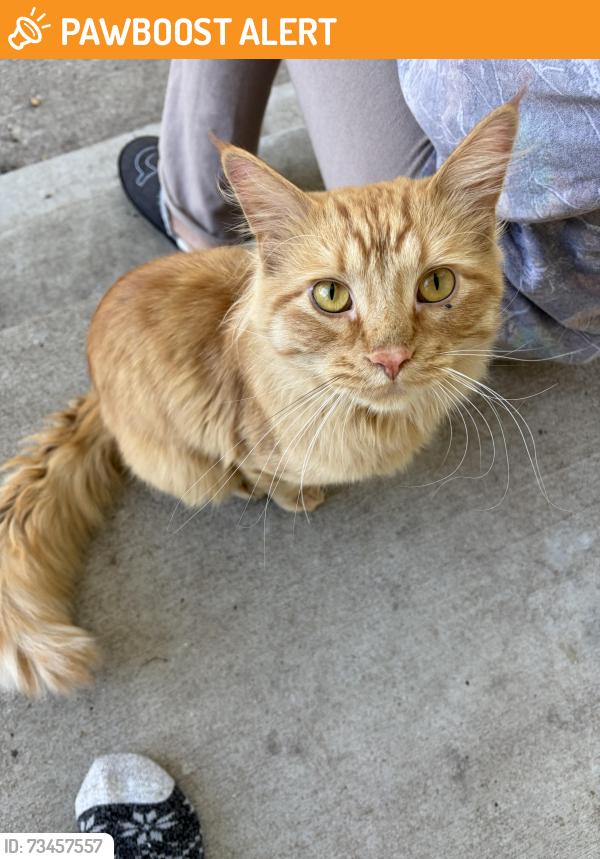 Found/Stray Unknown Cat last seen Fillmore, Columbia Heights, MN 55421