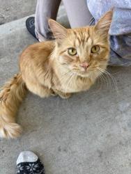 Found/Stray Unknown Cat last seen Fillmore, Columbia Heights, MN 55421