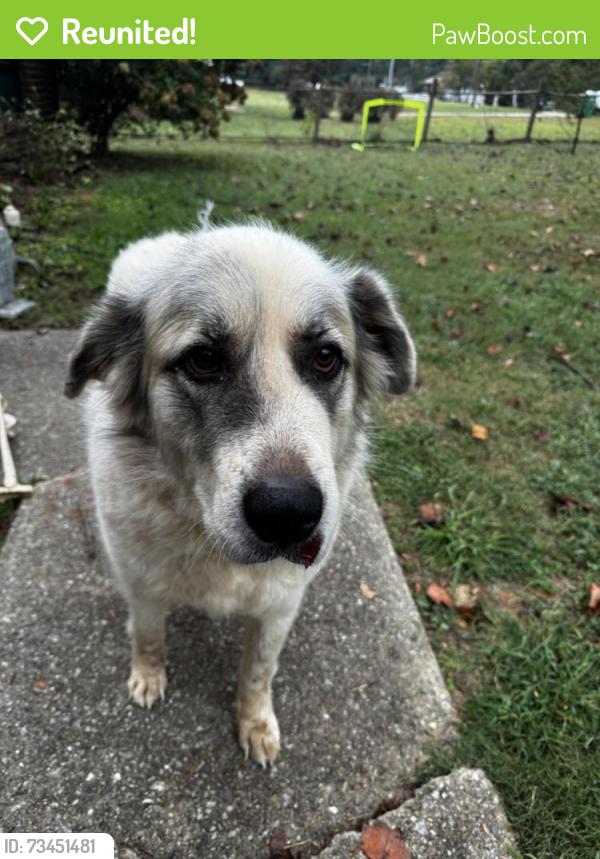 Reunited Female Dog last seen Chesterton, Athens, GA 30607