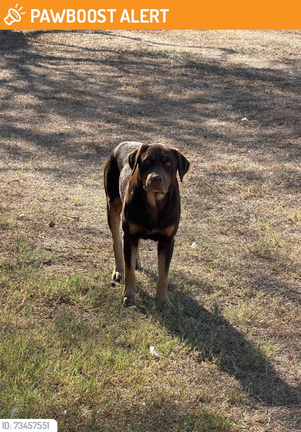 Found/Stray Male Dog last seen Saw mill road, Guadalupe County, TX 78155