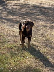 Found/Stray Male Dog last seen Saw mill road, Guadalupe County, TX 78155