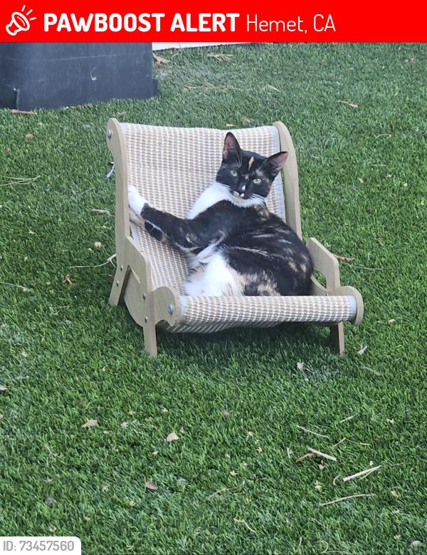 Lost Female Cat last seen Girard/Terrace, Hemet, CA 92583