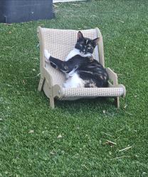 Lost Female Cat last seen Girard/Terrace, Hemet, CA 92583