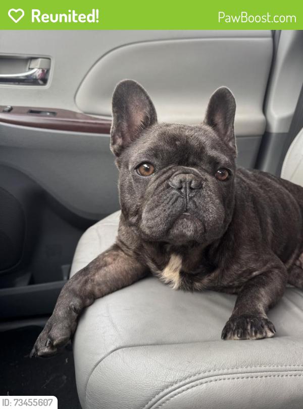 Reunited Male Dog last seen Near citrus park mall, Tampa, FL 33625