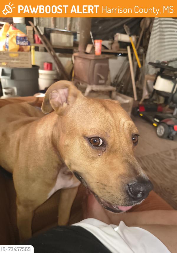 Found/Stray Female Dog last seen Enchanted ave pass Christian, Harrison County, MS 39571