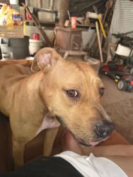 Found/Stray Female Dog last seen Enchanted ave pass Christian, Harrison County, MS 39571