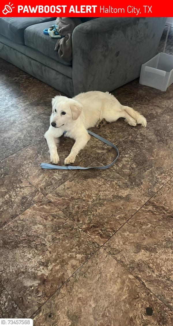 Lost Male Dog last seen newman dr haltom, Haltom City, TX 76117