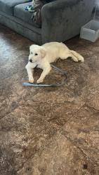 Lost Male Dog last seen newman dr haltom, Haltom City, TX 76117