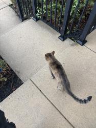Found/Stray Unknown Cat last seen Exton Crossing, Exton, PA 19341