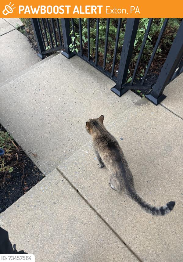 Found/Stray Unknown Cat last seen Exton Crossing, Exton, PA 19341