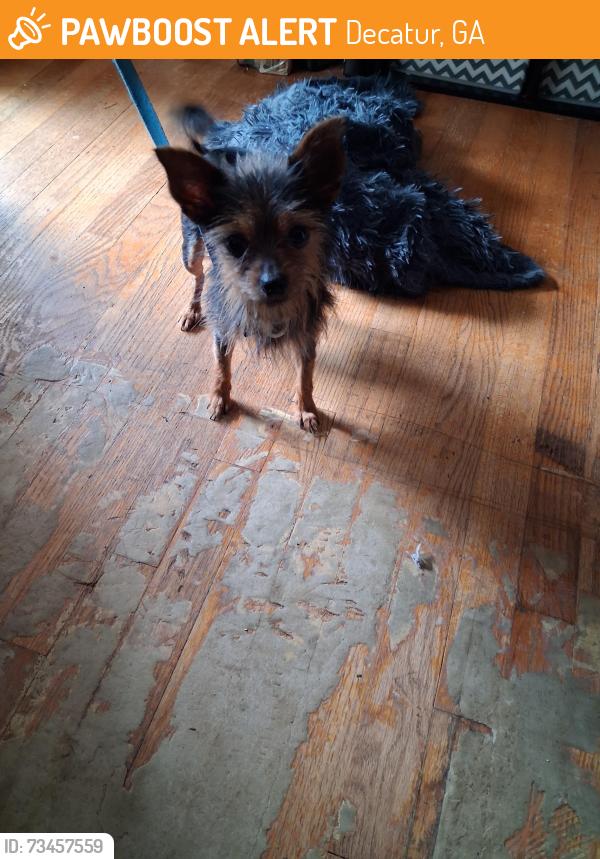 Found/Stray Female Dog last seen Battle forest dr &Lloyd road, Decatur, GA 30034