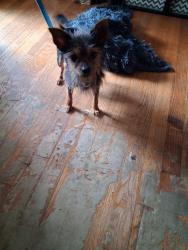 Found/Stray Female Dog last seen Battle forest dr &Lloyd road, Decatur, GA 30034