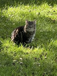Found/Stray Unknown Cat last seen Arion and Kruse, West Saint Paul, MN 55118