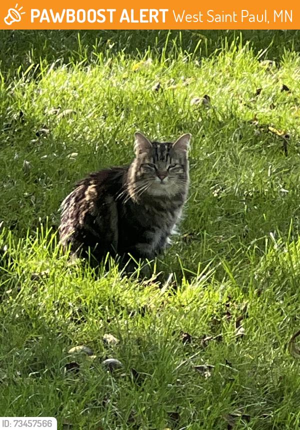 Found/Stray Unknown Cat last seen Arion and Kruse, West Saint Paul, MN 55118