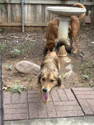 Found/Stray Unknown Dog last seen Slide, Lubbock, TX 79416