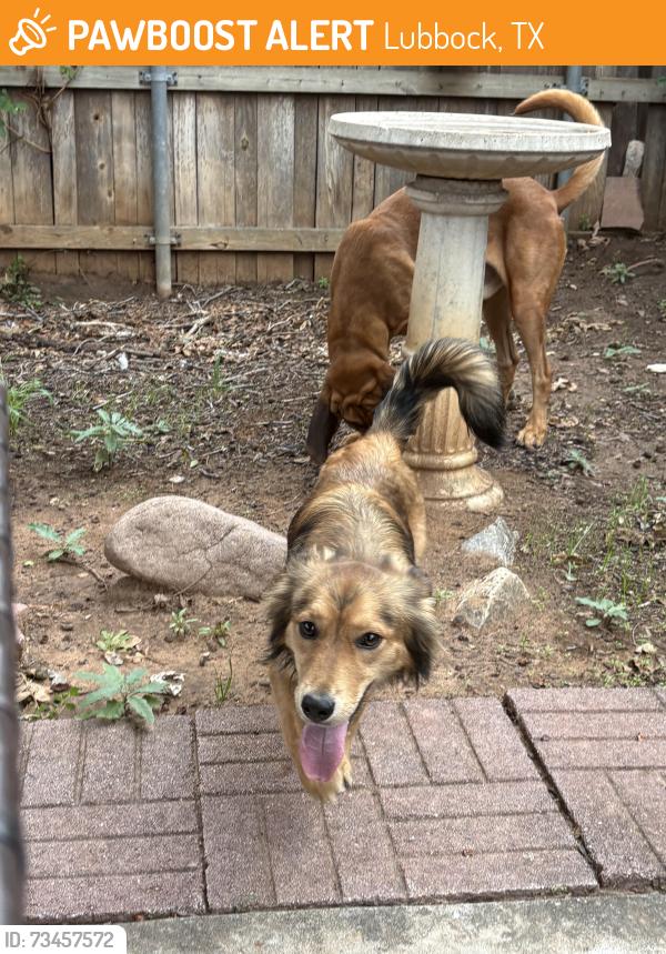 Found/Stray Unknown Dog last seen Slide, Lubbock, TX 79416
