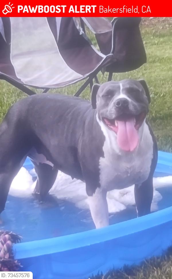 Lost Female Dog last seen Akers rd, Bakersfield, CA 93304