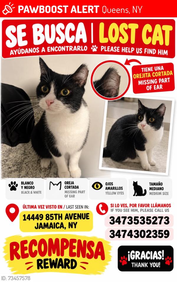 Lost Female Cat last seen Near st y 85 avenida, Queens, NY 11435