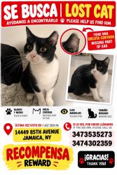 Lost Female Cat last seen Near st y 85 avenida, Queens, NY 11435
