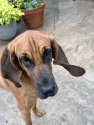 Found/Stray Male Dog last seen Slide, Lubbock, TX 79416